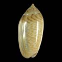 To Conchology (Oliva caldania)