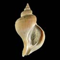 To Conchology (Neptunea aurigena aurigena)