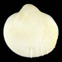 To Conchology (Microcardium aequiliratum)