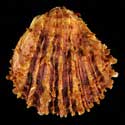 To Conchology (Spondylus ursipes)