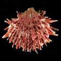 To Conchology (Spondylus crassisquama)