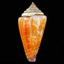 To Conchology (Lividoconus floridulus GIANT)