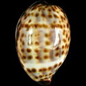 To Conchology (Cypraea tigris pardalis 76-85 YOUNG)