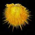 To Conchology (Spondylus visayensis YELLOW)