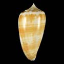 To Conchology (Phasmoconus collisus)