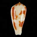 To Conchology (Pionoconus fischoederi ORANGE)