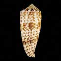 To Conchology (Phasmoconus laterculatus GIANT)