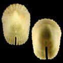 To Conchology (Emarginula retecosa)