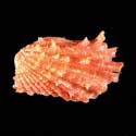 To Conchology (Cardita crassicosta RED-ORANGE)