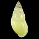 To Conchology (Amphidromus basilanensis LEMON YELLOW)