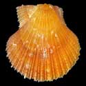 To Conchology (Talochlamys zelandiae ORANGE)