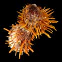 To Conchology (Spondylus butleri CLUSTER)