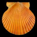 To Conchology (Argopecten purpuratus ORANGE)