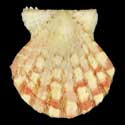 To Conchology (Antillipecten antillarum BROWN)