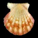 To Conchology (Antillipecten antillarum BROWN)