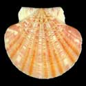 To Conchology (Annachlamys striatula ORANGE)