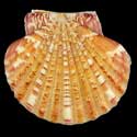 To Conchology (Annachlamys striatula ORANGE)