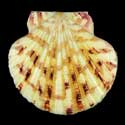 To Conchology (Annachlamys striatula YELLOW)