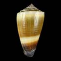 To Conchology (Lividoconus sugillatus GIANT)