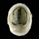 To Conchology (Ancylus fluviatilis)