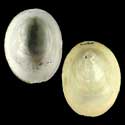 To Conchology (Ancylus fluviatilis)