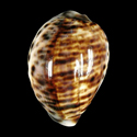 To Conchology (Cypraea tigris pardalis PLURIFASCIATA PATTERN FREAK)