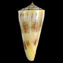 To Conchology (Kioconus tribblei YELLOW)