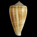 To Conchology (Asprella sulcata LARGE)