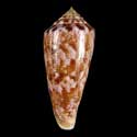 To Conchology (Afonsoconus kinoshitai BROWN)