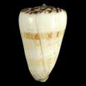 To Conchology (Lithoconus caracteristicus SPECIAL COLOR)