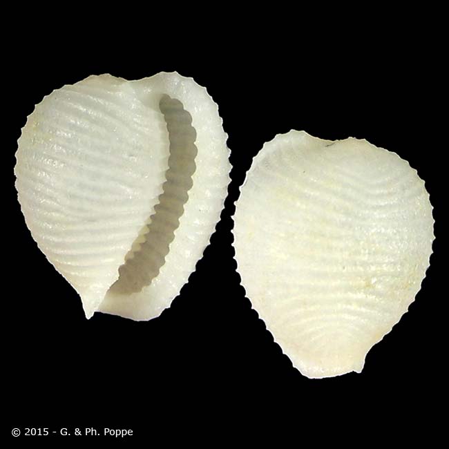 Shell Encyclopedia - Conchological MegaDatabase Iconographic Overview ...