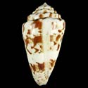 To Conchology (Lithoconus caracteristicus FREAK)