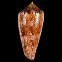 To Conchology (Afonsoconus kinoshitai BROWN YOUNG)