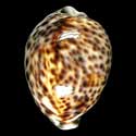 To Conchology (Cypraea tigris pardalis 76-85 SPECIAL COLOR)