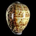 To Conchology (Cypraea tigris pardalis 66-75 SPECIAL COLOR)