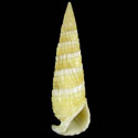 To Conchology (Rhinoclavis fasciata YELLOW)