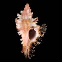 To Conchology (Chicoreus strigatus PINK)