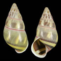 To Conchology (Amphidromus quadrasi f. dubius RED LINE)