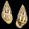 To Conchology (Amphidromus quadrasi f. dubius YELLOW YELLOW)