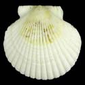 To Conchology (Argopecten purpuratus ALBINO)