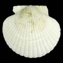 To Conchology (Argopecten purpuratus ALBINO)