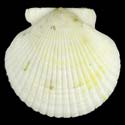 To Conchology (Argopecten purpuratus ALBINO)