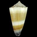 To Conchology (Lividoconus muriculatus GIANT)