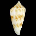 To Conchology (Phasmoconus leobrerai)