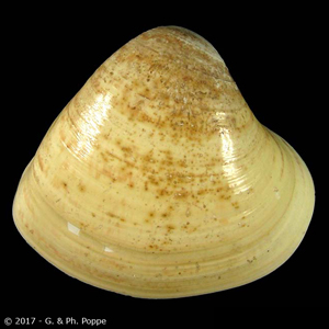 Tivela zonaria