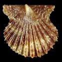 To Conchology (Leptopecten velero)