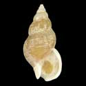 To Conchology (Buccinum habui)