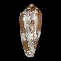 To Conchology (Darioconus praelatus BROWN FORM)