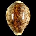 To Conchology (Cypraea tigris pardalis 76-85 CALLOUSED)