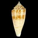 To Conchology (Phasmoconus mucronatus LARGE)